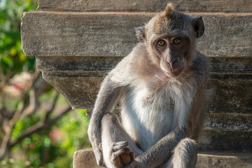 A Macaques, Balinese long-tailed monkey sits on the wall of a temple in the Ubud Monkey Forest of Bali, Indonesia.