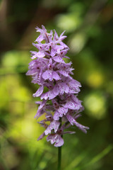 Common spotted orchid in Transylvania Romania