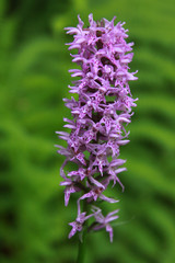 Obraz premium Common spotted orchid in Transylvania Romania