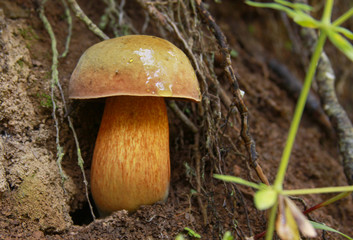Boletus calopus in the forest