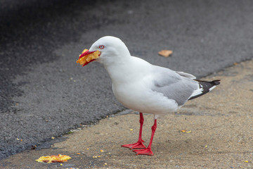 Seagull eating takeaway food