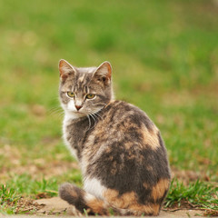 Tricolor ash kitten sitting on green grass in a garden.