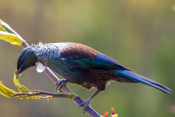 New Zealand native tui bird