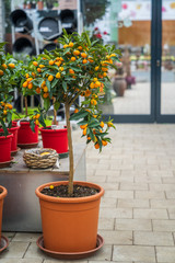 Citrus trees in the garden center.