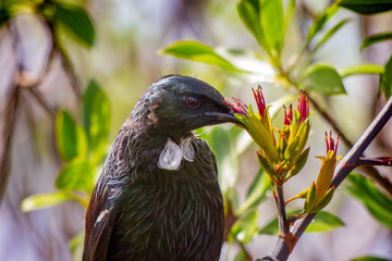 New Zealand native tui bird