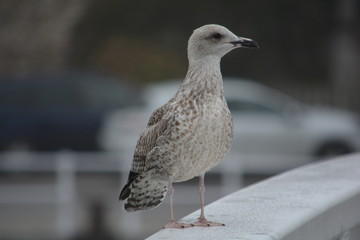 gaviota