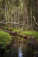 Fototapeta na wymiar A forest stream during spring