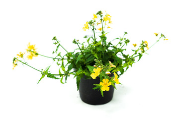 Herbs and spring flowers in production pots on a white background.