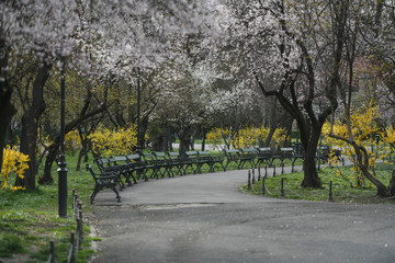 Naklejka premium Cismigiu Park in Bucharest, during the spring season