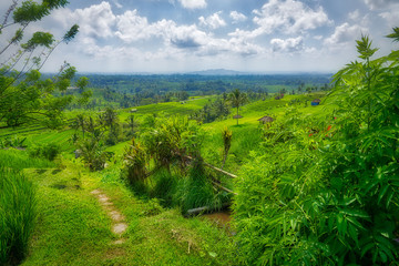 Terraced rice paddies and rich farmland are a beautiful part of inland Bali, Indonesia.                              