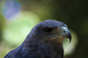 bird of prey