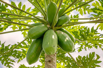 Coconuts ripen at the top of a coconut palm tree.