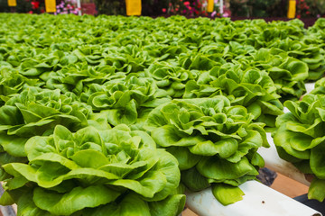 Lettuce plantations in an urban farm. Healthy lfestyle concept