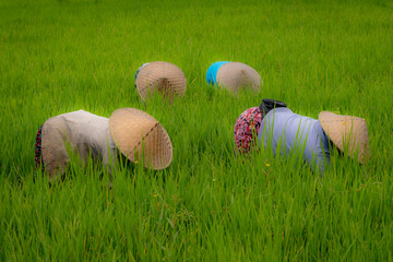Female laborers with rice paddy hats bend low into the rice fields to harvest rice in Asia.
