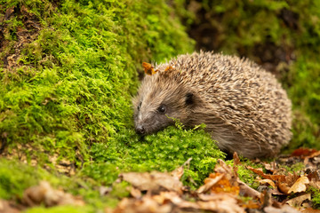 Hedgehog in garden, wild, free roaming native hedgehog, taken at dusk from wildlife garden hide to monitor health and numbers of this declining species.  copy space