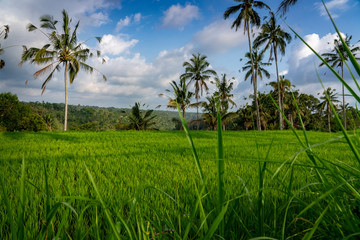 Rice paddies grow amidst the lush green jungles of Bali, Indonesia as fluffy clouds float through the clear blue sky.