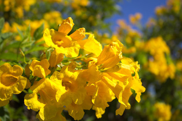yellow flowers in garden