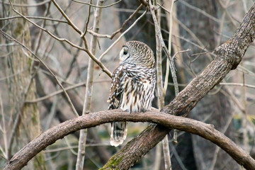 Barred owl (Strix varia) perches on an exposed branch, camouflaging with the forest