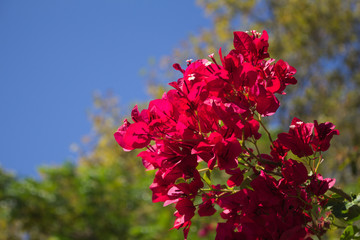 flowers in the garden