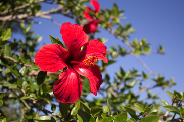 red hibiscus flower