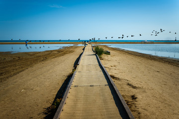 Obraz premium Walkway leading to an empty beach in summer with Canada geese flying toward camera right.