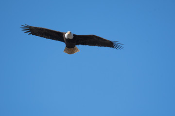 A picture of a Bald eagle flying through the air.   Delta  BC  Canada