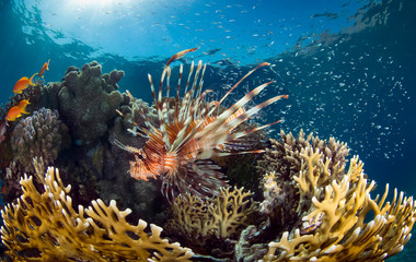 Underwater photography colorful ocean sea life