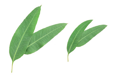 Set of Eucalyptus leaves isolated on white background