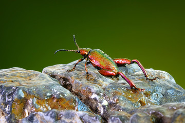 Big-legged or Frog-legged leaf beetle(Sagra femorata). Metallic Red color beetles in tropical rainforest of Thailand. Selective focus with blurred nature background.
