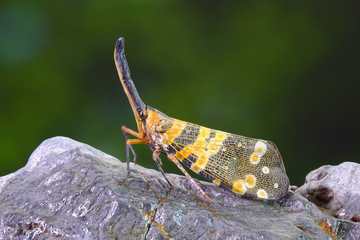 Dark-horned Lantern-fly (Pyrops spinolae), The unicorns of the insect world. Selective focus,...
