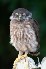 A baby brown hawk owl with closed eyes siting on a fence.