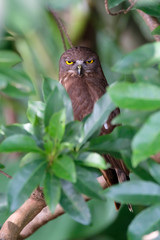 A brown hawk owl sitting on a branch in a tree.