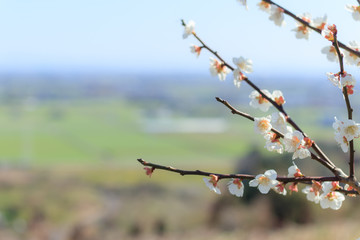 梅の花　牛尾梅林　佐賀県小城市　Plum blossom  Ushinoo Bairin Saga Ogi city　　