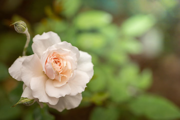 Roses in the garden