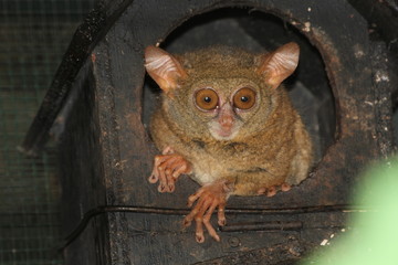 Tiny tarsier monkey 