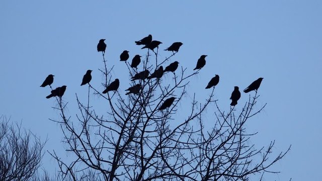 An ominous murder of crows plotting in the treetops at night.