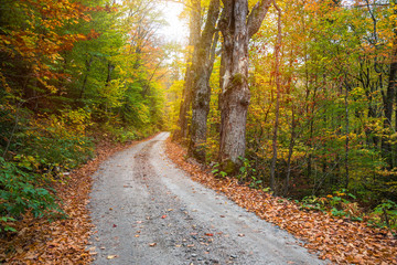 Obraz premium Deserted unpaved road through a deciduous forest during the autumn colour season. Vermont, USA.