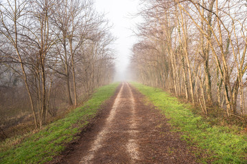 Empty track in the countryside on a foggy winter morning