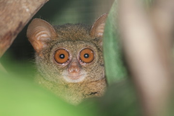 Tiny tarsier monkey 