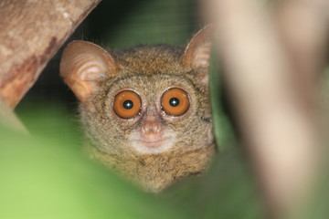 Tiny tarsier monkey  © Евгений Рыбалтовский