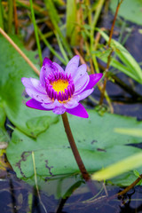 lotus in a pond