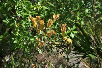 red and brown leaf tree