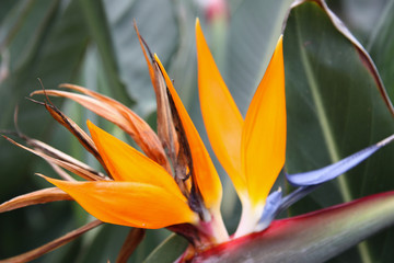 Fototapeta na wymiar Bird of Paradise Flower