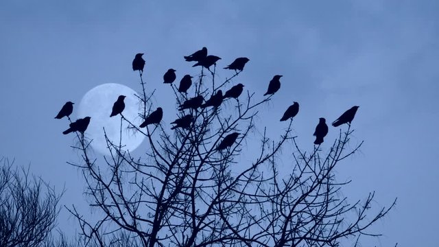 An ominous murder of crows plotting in the treetops as the bad moon rises.