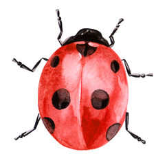 Watercolor illustration of ladybug in red ink with black spots - 330868731