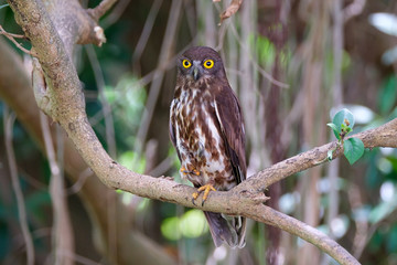 A brown hawk owl is sitting on a branch in a tree.