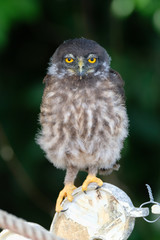 A cute baby brown hawk owl is sitting on a fence.