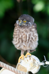 A cute baby brown hawk owl is sitting on a fence.