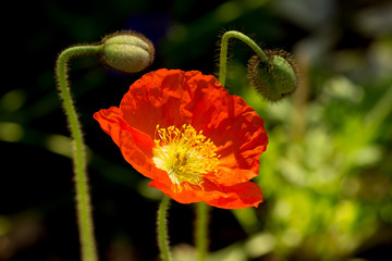 Red Poppy