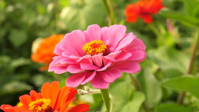 insects and bees pollinate flowers, collect nectar. flowers zinnia bloom in garden. flower business. red summer flower in the garden. flower garden blooms in spring. multi colored flowers in park